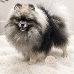 Manny - Pomeranian