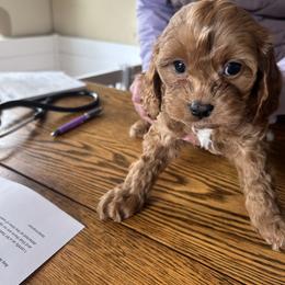 Juniper - Brown female Cavapoo puppy in Burke, New York from Patti’s Puppies