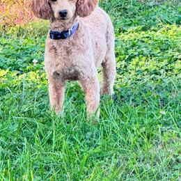 Reba - Poodle