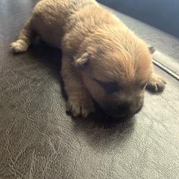 Valentina - Wheaten brindle female Cairn Terrier puppy in Lipan, Texas from Flyin G Cairns