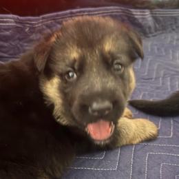Bodie - Black and red male German Shepherd puppy in Charlottesville, Virginia from AB_Elite_GSD