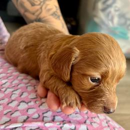 Roxy - Cream female Dachshund puppy in El Mirage, Arizona from Sunset Dachshunds