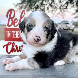Blue collar with tail - Blue merle male Miniature Australian Shepherd puppy in 32046, Florida from River Hill Ranch