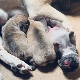 French Bulldog Puppies from 3D Frenchies LLC