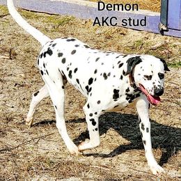 Demon - Dalmatian
