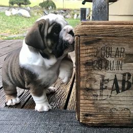 Bulldog Puppies from Fields’ Folly