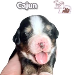Cajun - Black rust and white male Bernese Mountain Dog puppy in Petersburg, Michigan from J & J Meadows