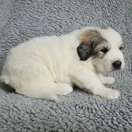 Sheeba - Yellow collar - White and badger female Great Pyrenees puppy in Monmouth, Maine from Flewelling Great Pyrenees