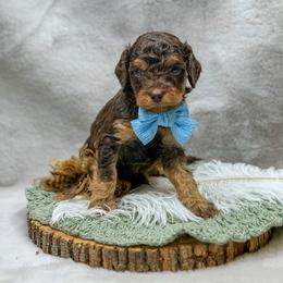 Fisher - Phantom male Goldendoodle puppy in Williamson, New York from Lakeside Doodles