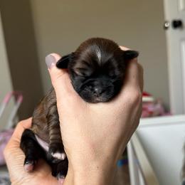 Boy 2 - Red and white male Shih Tzu puppy in Autryville, North Carolina from Carter Family Retrievers