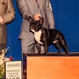 French Bulldogs from StarGazer French Bulldogs