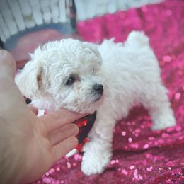 Girl 1 - White and cream female Bichon Frise puppy in Upland, California from Prime Paradise Kennel