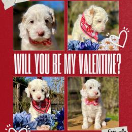 Winnie - Cream female Australian Labradoodle puppy in Citrus Heights, California from Elite Blend Labradoodles
