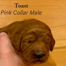 Toast - Red  male Goldendoodle puppy in Shushan, New York from Barnwood Doodles