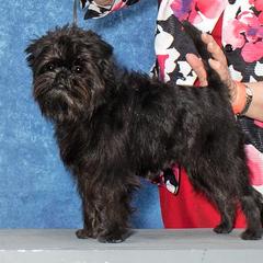 Affenpinscher All Grown Up from Coachlight