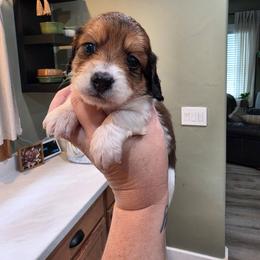 Boy3 - Piebald male Dachshund puppy in Temple, Texas from Wiener Works Co.