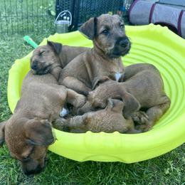 Irish Terrier Puppies from Red Branch Irish Terriers