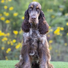Whiskey - English Springer Spaniel