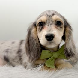 Male 1 - Dapple male Dachshund puppy in Moses Lake, Washington from Evergreendox Dachshunds