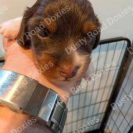 Lucas - Chocolate and tan male Dachshund puppy in Blanchard, Oklahoma from Dusty Road Doxies