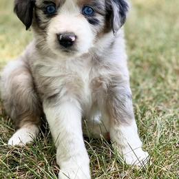 Toy Australian Shepherd Puppies from Kickapoo Creek Aussies