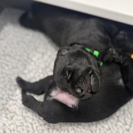 Green - Black male Labrador Retriever puppy in Derby, Kansas from Wheatland Retrievers