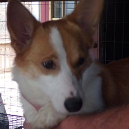 Fancee - Pembroke Welsh Corgi