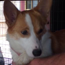 Fancee - Pembroke Welsh Corgi
