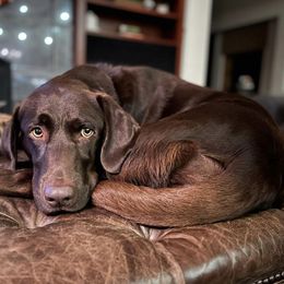Dilute Retrievers and Labrador Retrievers from Granite Ridge Silver Labs