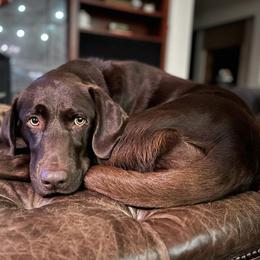 Dilute Retrievers and Labrador Retrievers from Granite Ridge Silver Labs