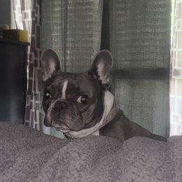 Reign - French Bulldog