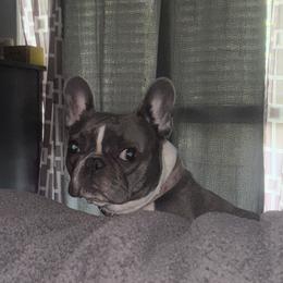 Reign - French Bulldog