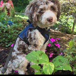 Assorted Doodle Crosses, Bernedoodle, Cockapoo, Double Doodle, Goldendoodle, and Golden Retriever All Grown Up from Hawk Mountain Doodles