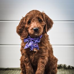 Goldendoodle Puppies from AZ Ohana Doodles