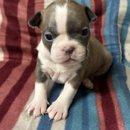 Boy 3 - male Boston Terrier puppy in Corning, California from SB Bostons / Raksha Malinois