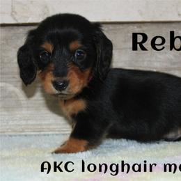 Rebel - Black and tan male Dachshund puppy in Paris, Texas from Kuttin’ Up Mini Aussies