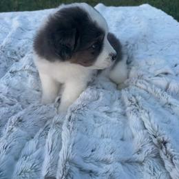 Alpha - Blue merle male Miniature Australian Shepherd puppy in Weatherford, Texas from F & T Aussies