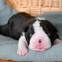 Joni - Black and white female Boston Terrier puppy in Plymouth, New Hampshire from Punk Kennels