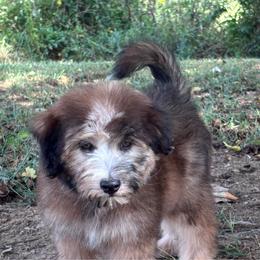 Fordy (yellow) - Merle male Whoodle puppy in Rising Sun, Indiana from Ruby Lane Doodles
