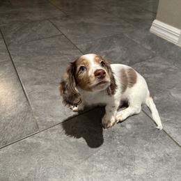 Dachshund Puppies from Dachshundly Perfect