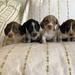 Dachshund Puppies from Destiny's Dachshunds