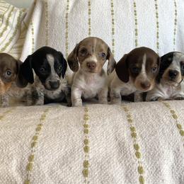 Dachshund Puppies from Destiny's Dachshunds