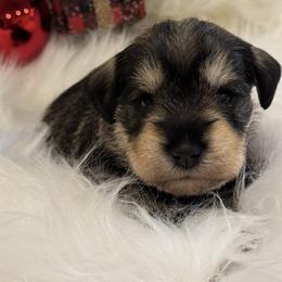 Holly - Salt and pepper female Miniature Schnauzer puppy in Bullard, Texas from Black Gold Miniature Schnauzers