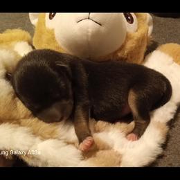Akita and Shiba Inu Puppies from Khshibas-khakitas
