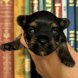 Yorkshire Terrier Puppies from Cypress Creek Yorkies