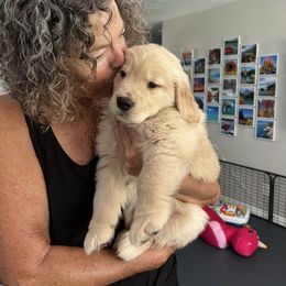 Golden Retriever Puppies from Golden Hour Golden Retrievers