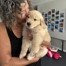Golden Retriever Puppies from Golden Hour Golden Retrievers