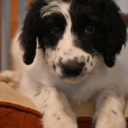 Comet - Bordoodle puppy from Indiana Bordoodles