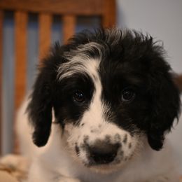 Comet - Bordoodle puppy from Indiana Bordoodles