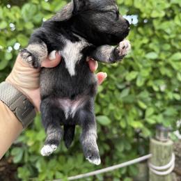 Miniature Schnauzer, Poodle, and Yorkshire Terrier Puppies from Ruby the poodle